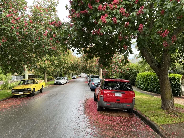 Canada - My, Town, The street, Road, Auto, House, Grass, Lawn, Tree, Bloom, Electric car, Tesla, Longpost