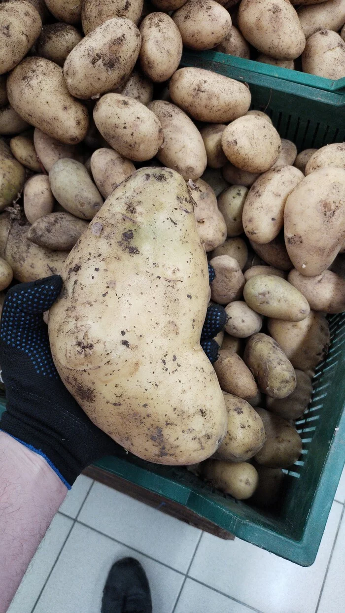 Potato. This could be enough for a week. - My, Potato, Baked potato, Score, Vegetables, The size, Weight, Kilogram, Kitchen, Soup, Borsch, Longpost