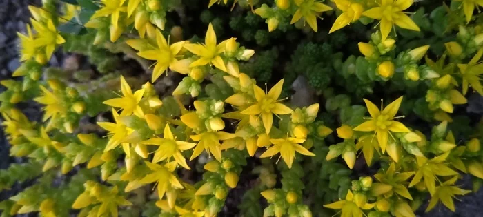 stonecrop - My, Voronezh, The photo, Summer, Ochitok, Flowers, Grass, Nature, Plants, Longpost