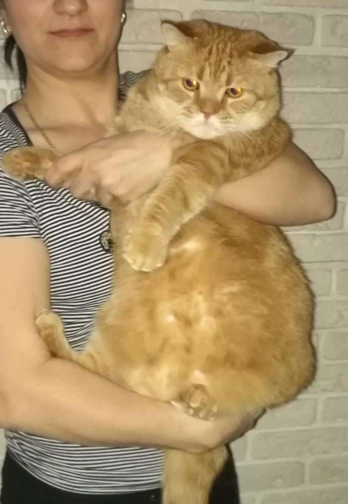 Потерялся кот!