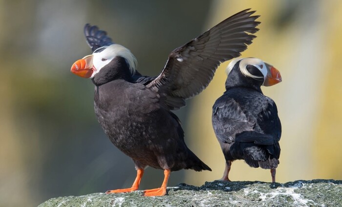 ПИКАБУШНИКИ, Доброе утро!