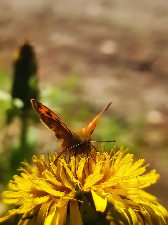 Summer - My, Mobile photography, Butterfly, Greenery, June, Flowers, Longpost