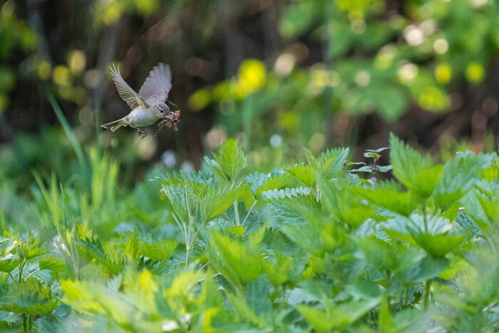 �������-��������� ���� ������ � �������