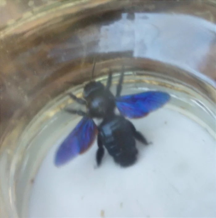 Help identifying an insect - My, Help, Insects, Want to know everything