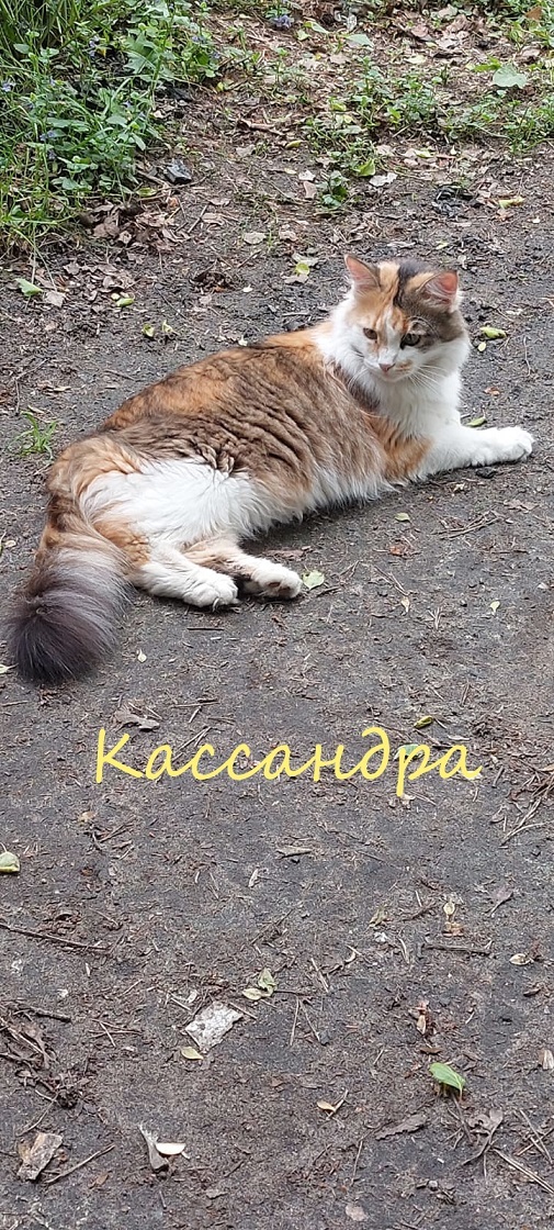 Life at the Kotoland Home Shelter 339 - My, Kindness, cat, In good hands, Shelter, Lipetsk, Shelter Cotoland, Longpost, Help