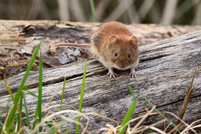 Coronavirus in the barn: what is known about the new strain of Grimso carried by mice - news, Coronavirus, Sweden, Vole, Field mouse, Mouse, Research, Interesting, Wild animals, Rodents, Longpost