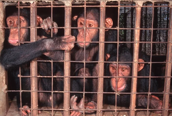 Rescue operation: scientists have mapped the illegal traffic of chimpanzees from Africa - Chimpanzee, Primates, Monkey, Wild animals, Animal Rescue, Around the world, Animal protection, Interesting, Genetics, DNA, Scientists