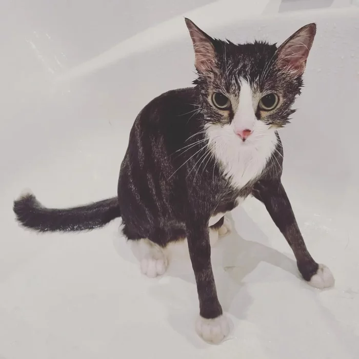 Fluffy me, fluffy, not fat. - cat, Water procedures