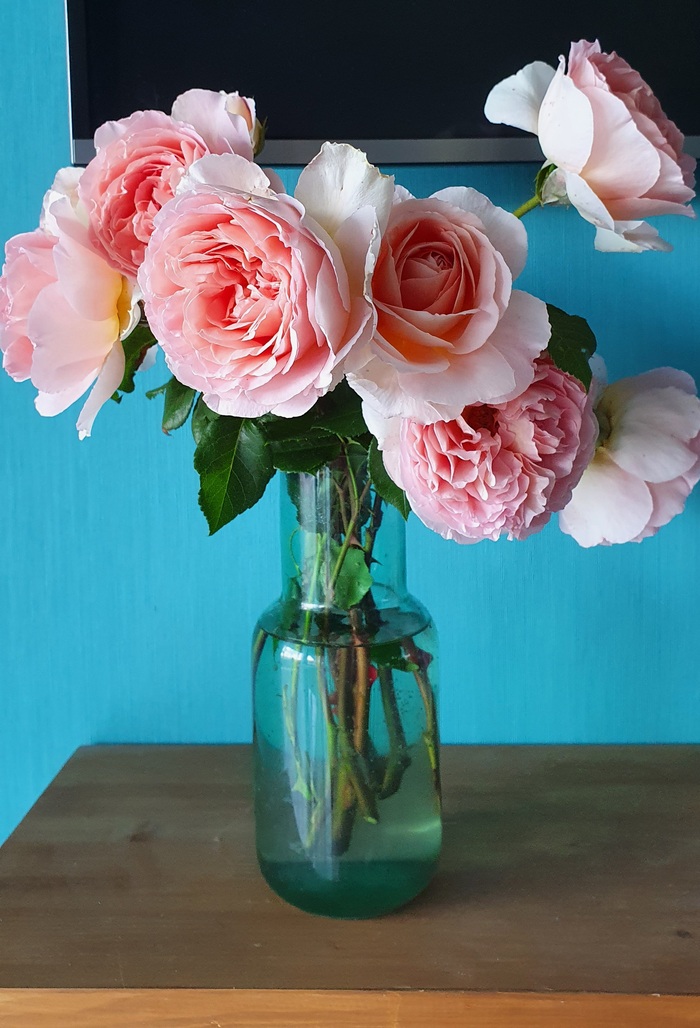 ������ ����