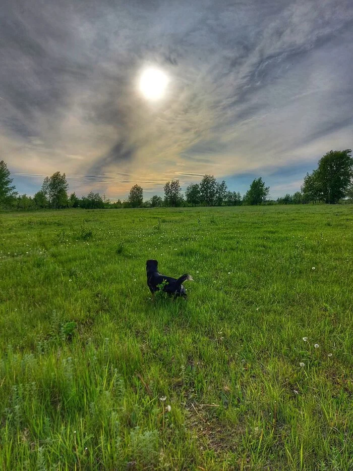 Summer walks - My, The photo, Dog, Milota, Paws, Dachshund, Summer, Grass, Greenery, beauty, The sun, Clouds, Liberty