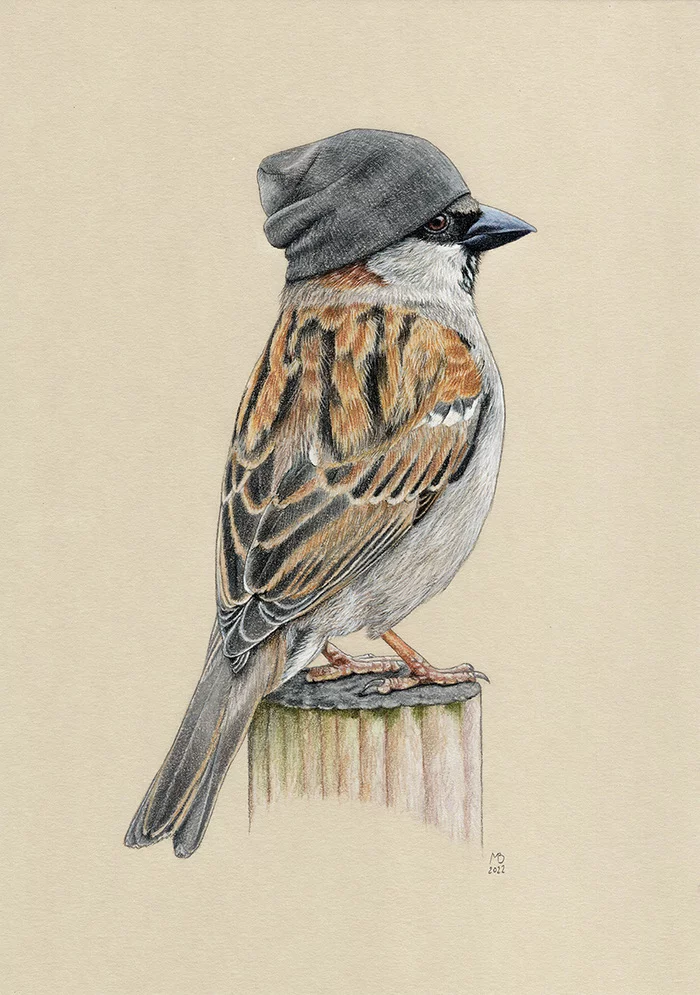 house sparrow - My, Drawing, Animalistics, Pastel, Birds, Birds in hats, Sparrow, Cap
