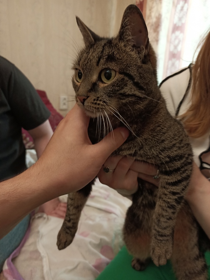 Отдам кошку в добрые руки Москва