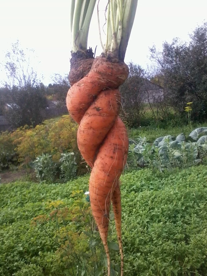 Harmony - My, Carrot, Garden, Harvest, Pareidolia