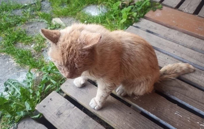 He still suffers from a homeless life - although his brother has been in the family for two years ... - My, Moscow, Moscow region, Подмосковье, Troitsk, Krasnaya Pakhra, cat, Helping animals, Help, Homeless animals, No rating, Longpost, In good hands, Animal shelter, Lost, Animal Rescue, The rescue, The strength of the Peekaboo