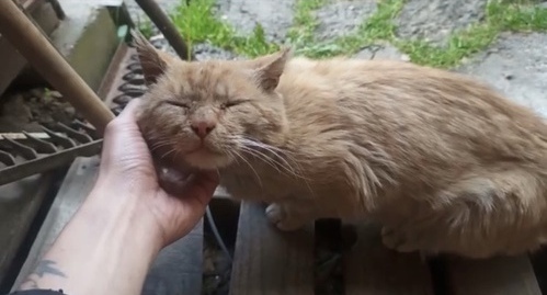 He still suffers from a homeless life - although his brother has been in the family for two years ... - My, Moscow, Moscow region, Подмосковье, Troitsk, Krasnaya Pakhra, cat, Helping animals, Help, Homeless animals, No rating, Longpost, In good hands, Animal shelter, Lost, Animal Rescue, The rescue, The strength of the Peekaboo