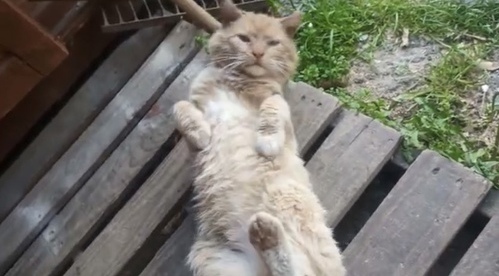 He still suffers from a homeless life - although his brother has been in the family for two years ... - My, Moscow, Moscow region, Подмосковье, Troitsk, Krasnaya Pakhra, cat, Helping animals, Help, Homeless animals, No rating, Longpost, In good hands, Animal shelter, Lost, Animal Rescue, The rescue, The strength of the Peekaboo