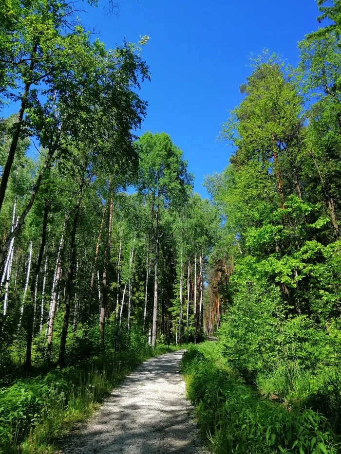 Lunch walk - Forest, My, Mobile photography, Longpost, beauty of nature