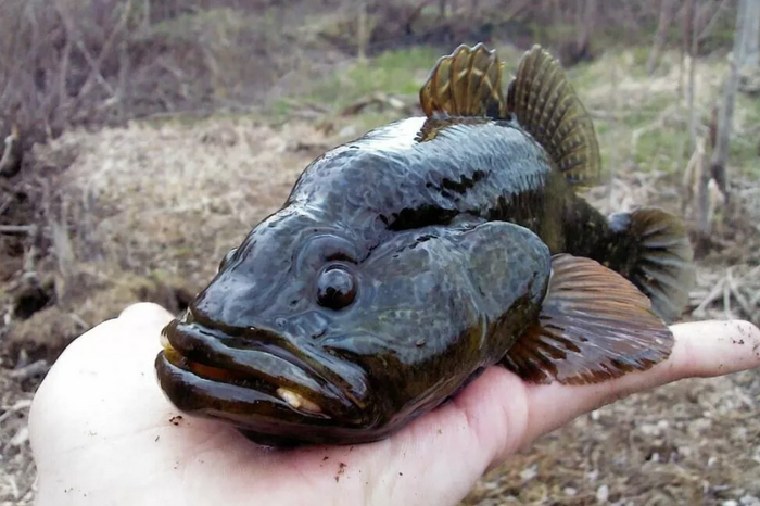 Как ротан, о котором еще 20 лет назад не знали, наполнил наши водоемы