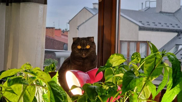 Котолампа - Моё, Фотография, Кот