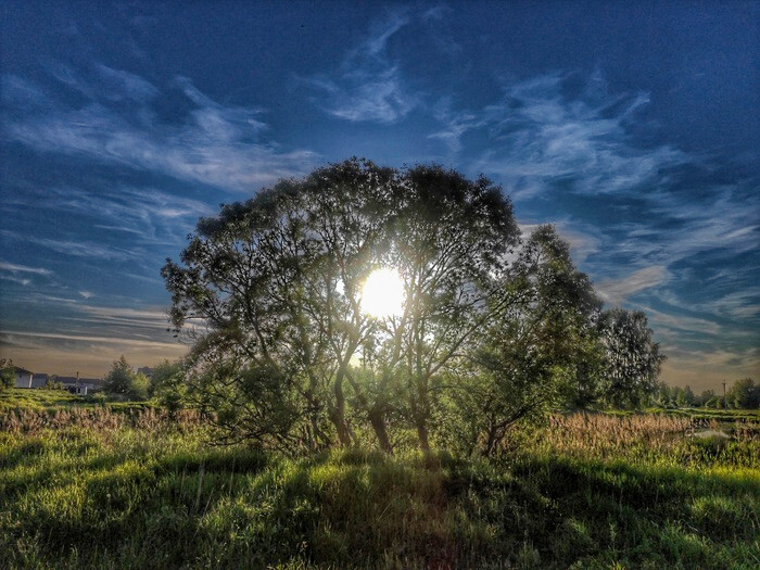 I, Chucha, Klyazma and a kilogram of cherries - My, Dog, Shelter, Walk, Evening, Summer, The nature of Russia, Landscape, Sunset, Adventures, Mat