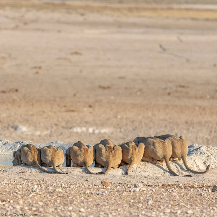 Pride at the waterhole - Pride, a lion, Big cats, Cat family, Predatory animals, Wild animals, Rare view, wildlife, National park, South Africa, The photo, Waterhole