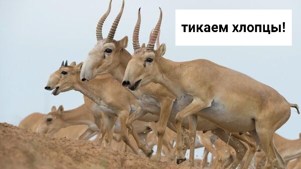 Kazakhstan may allow saiga hunting - Saiga, Overpopulation, Losses, Ecology, Kazakhstan, Wild animals, Red Book, Longpost