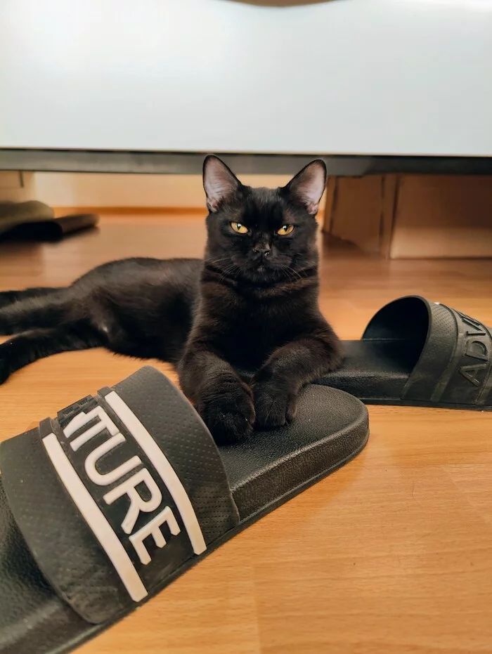 Big fan of slippers - My, cat, Scottish Straight