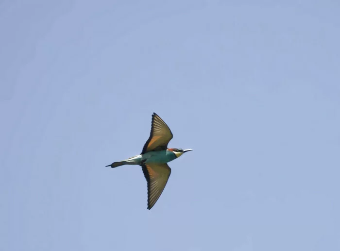 bee slayer - My, Birds, Photo hunting, Hobby, Summer, Ornithology, Donbass, LPR, Nature, beauty of nature, Szczurka