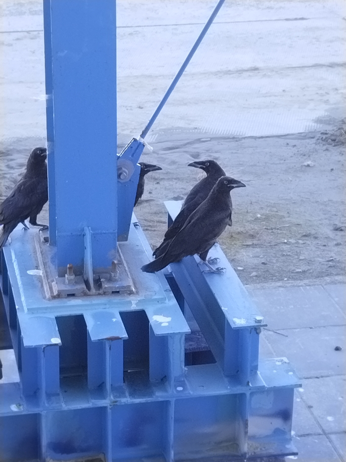 ������ �����