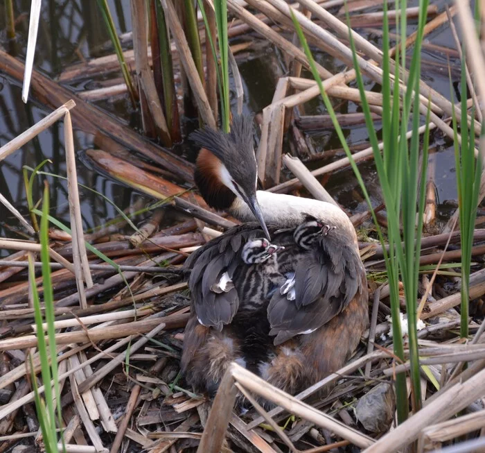 Crested grebe with grebes - My, Nikon, Beginning photographer, Chomga, Ornithology League, Birds, Chick, The photo