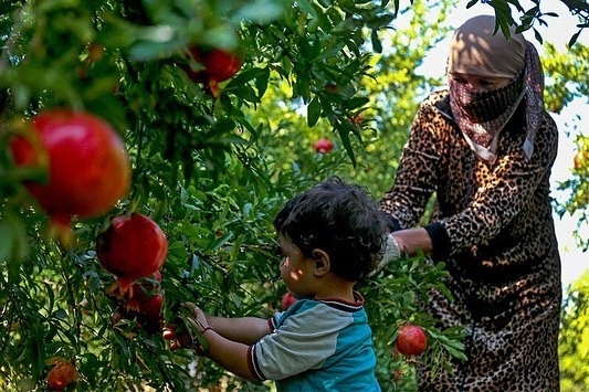 Exotic fruits for Russia ripened in the gardens of Southern Dagestan - Сельское хозяйство, Dagestan, The photo, Harvest, Garnet