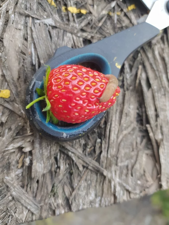 Tell me, help - My, Strawberry (plant), Slug, Longpost