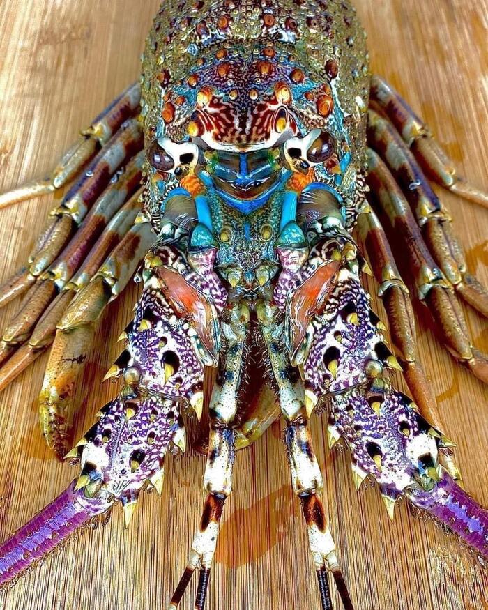 What a smart - Color, Spiny lobster