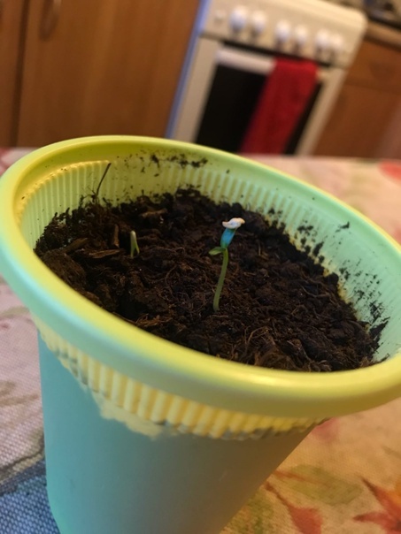 First attempt at growing peppers - My, Hot peppers, First post, Scorpion Trinidad, Growing, Gardening, Longpost