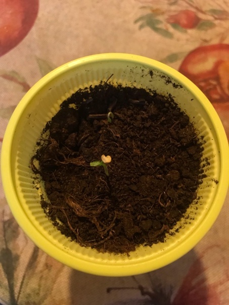 First attempt at growing peppers - My, Hot peppers, First post, Scorpion Trinidad, Growing, Gardening, Longpost