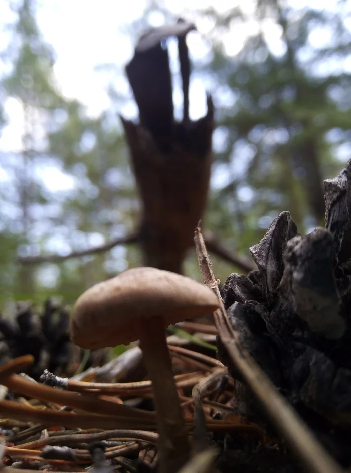 Mushroom - My, Mobile photography, Forest, Mushrooms, Cones