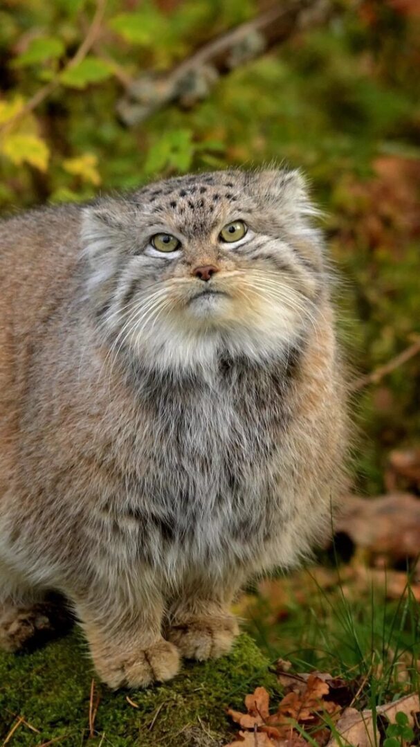 manul - Pallas' cat, Wild animals, Cat family, Predatory animals, Small cats, The photo