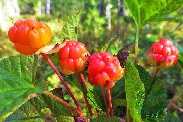 On the 350th birthday of PETER THE GREAT - in the midst of the flowering of the royal berry - cloudberries - My, The nature of Russia, wildlife, beauty of nature, Cloudberry, Each creature has a pair, Pavel Glazkov, Longpost