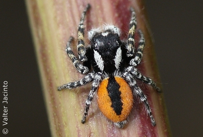 Lloth #29.10(Flip-flap) - My, Spider, Jumping spider, Milota, Longpost