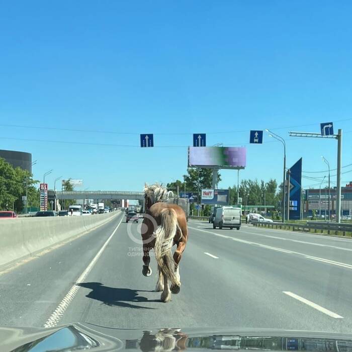 On the Minsk highway, someone lost one horsepower - Humor, Horses, Horsepower, Moscow, Funny animals