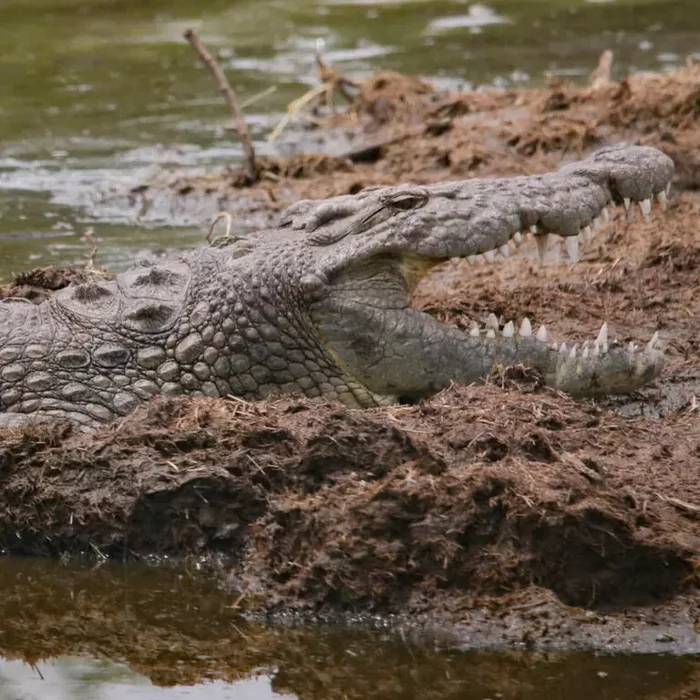 A man mistook an alligator for a dog and lost part of his leg - Wild animals, Alligator, USA, Florida, Reptiles