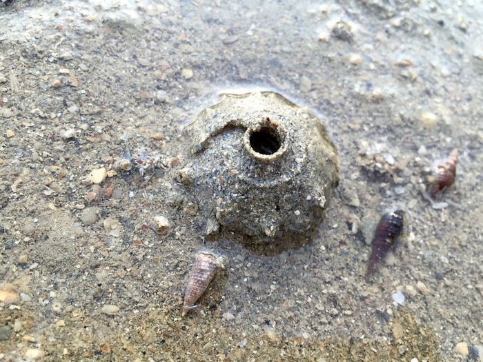 Что это за штука - 151 Перевел сам, Reddit, WhatIsThisThing, Видео, YouTube, Длиннопост