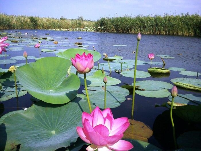Lotus plantations - Primorsko-Akhtarsk - South of Russia, Kuban, Primorsko-Akhtarsk, Relaxation, Tourism, Travel across Russia, Resorts of the Krasnodar Territory, Longpost