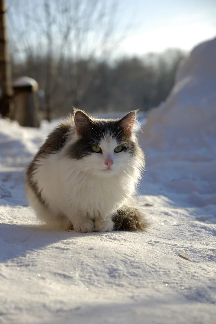 Зарисовки жизни котэ - Моё, Кот, Фотоистория, Длиннопост