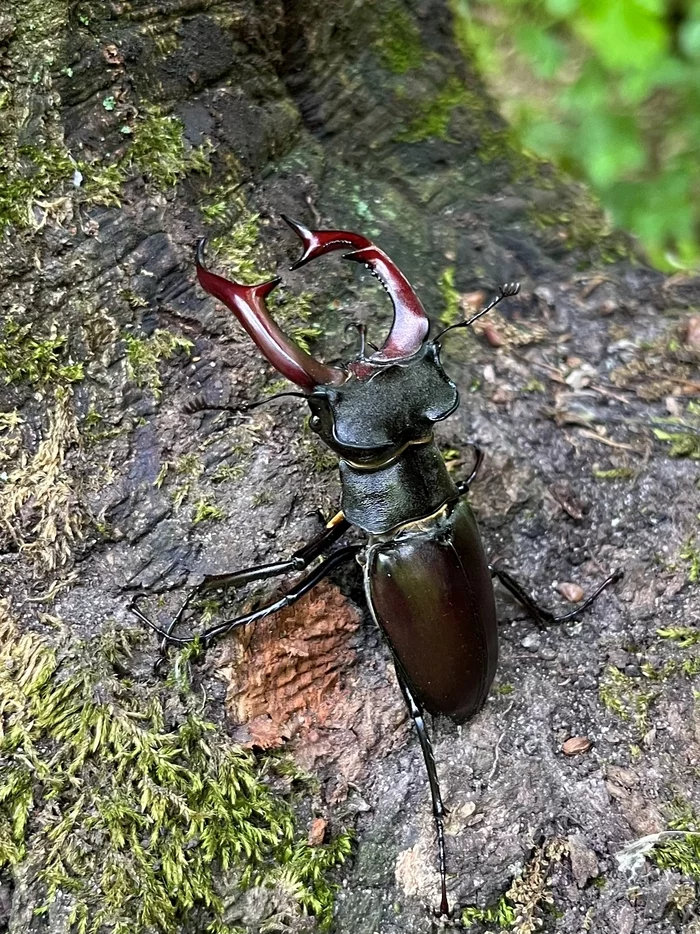 stag beetle - My, Nature, Insects, Deer Beetle, Mobile photography, Voronezh region, Longpost