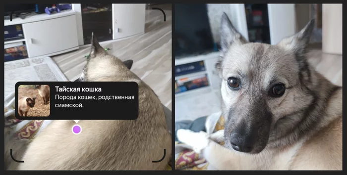 Everything is a trick in Taidand - My, Dog, Yandex Alice, Camera, Thai cat, Pets