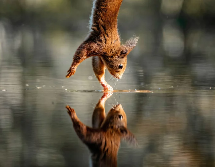 I'm good! - Squirrel, Funny animals, Reflection, beauty of nature, Netherlands (Holland), Milota, The photo, Wild animals, Rodents, Around the world, Longpost