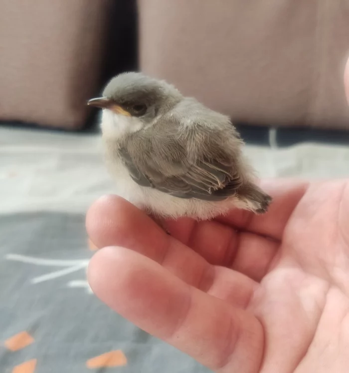 Chick - What kind of bird?, Chick, Help, Longpost, Birds