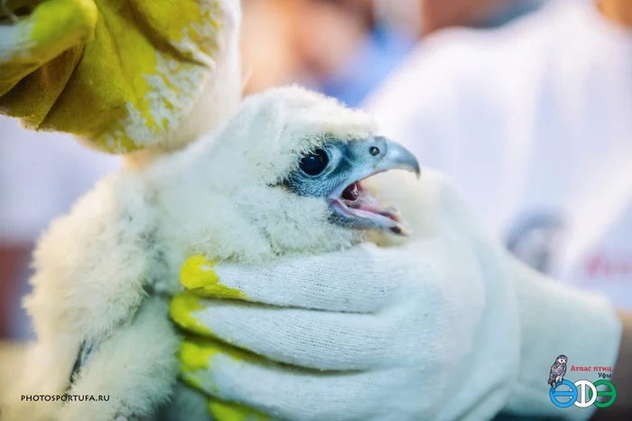 peregrine falcon ringing - Ufa, Bashkortostan, Ornithology, 2022, Predator birds, Uralsib, Ringing, Peregrine falcon, Falcon, Birds, Video, Youtube, Longpost