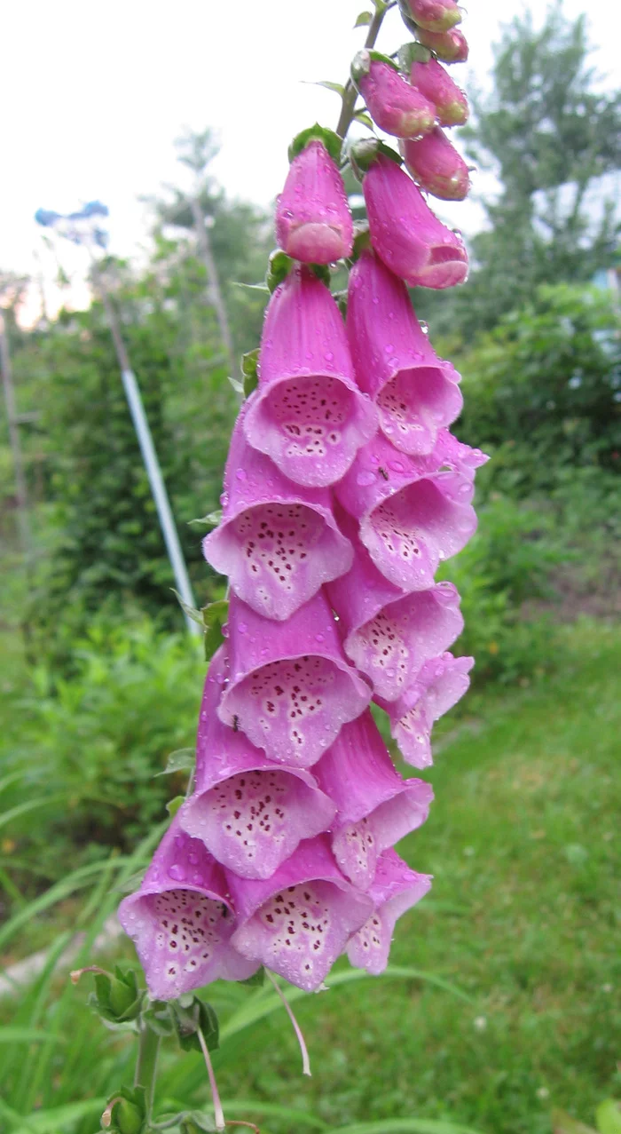 Foxglove - fatal beauty - My, Nature, Mobile photography, Flowers, Foxglove, Longpost